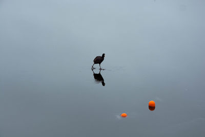 Bird swimming in lake