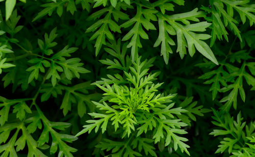 Abstract stunning green leaf texture, tropical leaf foliage nature dark green background.