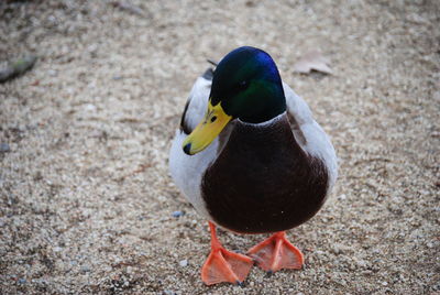 High angle view of bird