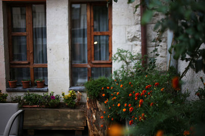 Potted plant against window of building