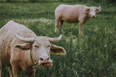 Cow in a field