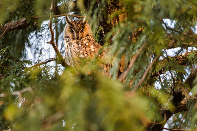 Low angle view of bird on branch