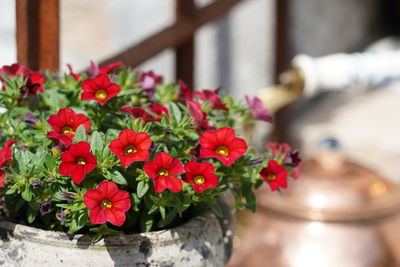 Close-up of potted red petunia plant against rusty window