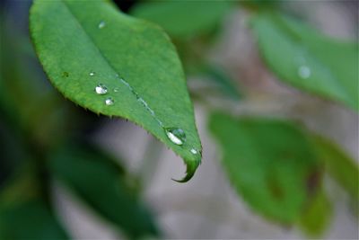 Close-up of water drops on plant leaves