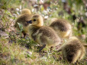 Close-up of ducklings on field