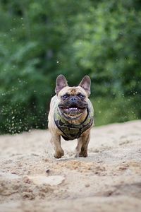 Portrait of dogs running in lake