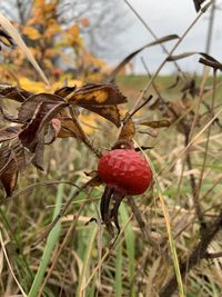 Close-up of red berries on plant