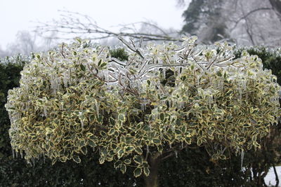 Close-up of frozen plants against blurred background