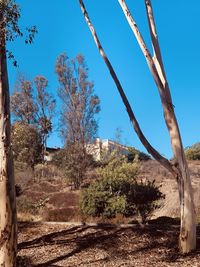 Plants growing on land against clear blue sky