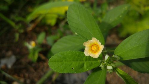 Close-up of yellow flower blooming outdoors