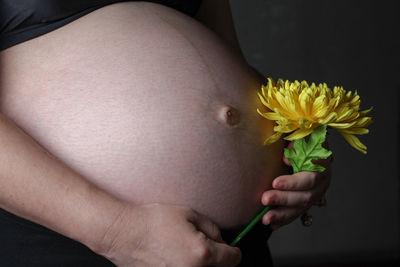 Midsection of pregnant woman holding sunflower over black background