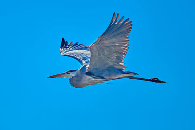 Low angle view of bird flying against clear blue sky