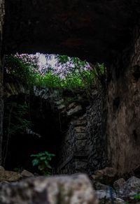 Plants and rocks in the forest