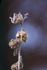 Low angle view of flowers on branch