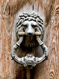 Close-up of cat on wooden door