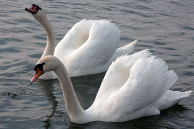 Couple swans in love dance. orestiada lake
