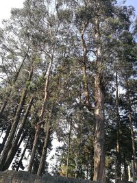 Low angle view of trees in forest against sky