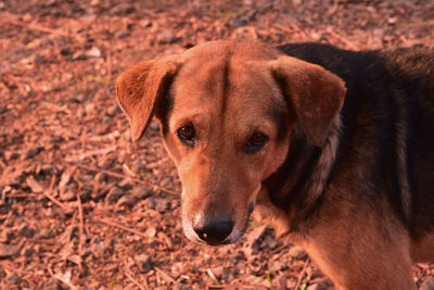 Close-up portrait of a dog