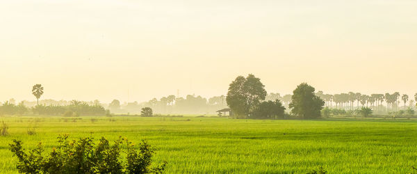 Scenic view of field against clear sky