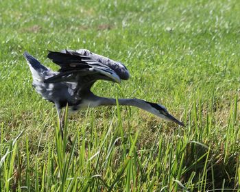 Black bird on a field