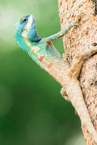 Close-up of lizard