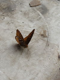 High angle view of butterfly on wall