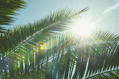 Low angle view of palm trees against sky on sunny day