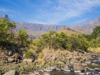 View of trees on landscape