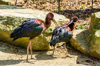 View of birds on rock