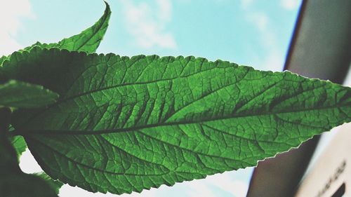 Low angle view of plant leaves against sky