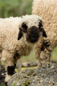 Close-up of an animal