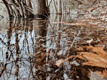 Reflection of trees in lake during winter