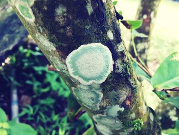 Close-up of plant growing on tree trunk