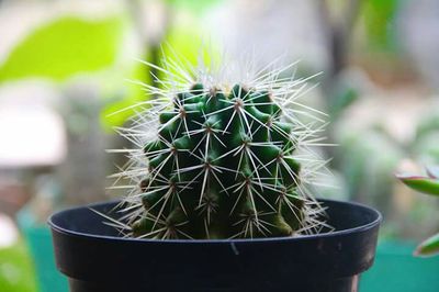 Close-up of cactus plant