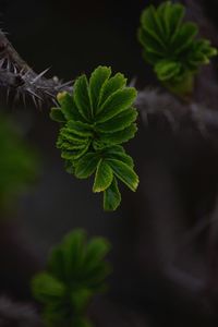 Close-up of green leaves