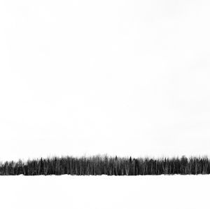 Trees on field against clear sky