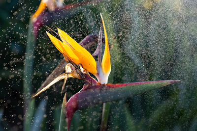 Close-up of bug on flower