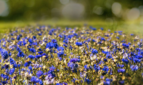 Close-up of purple flowering plants on field