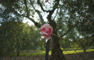 Close-up of pink rose blooming on tree