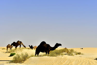 Wild camels on desert against clear sky