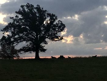 Tree on field against sky
