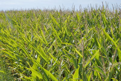 Close-up of crops growing on field