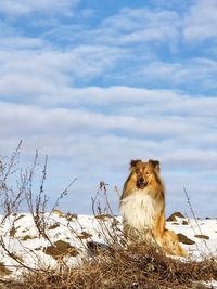 Low angle view of lion sitting against sky