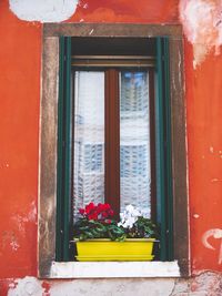 Flower pot on window sill of red house