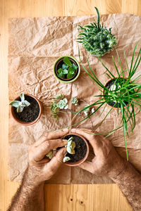 Man's hands planting green succulent in pot on the table, taking care of plants and home flowers.