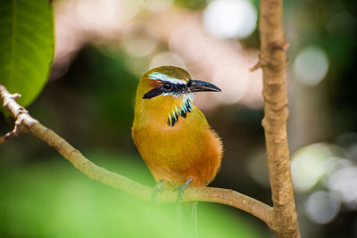 Close-up of bird perching on branch