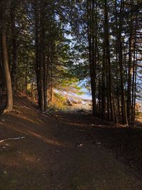 Trees in forest