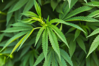 Green cannabis or hemp leaves in an outdoor farm in southern oregon, usa.