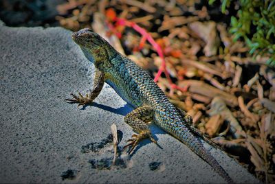 Lizard on multi colored leaves