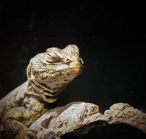 Close-up of lizard on rock at night